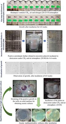 Cultivation of Important Methanotrophs From Indian Rice Fields